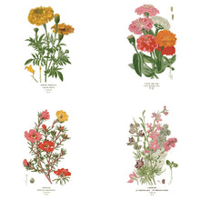Load image into Gallery viewer, Botanical Greeting Cards - Set of 4