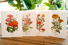 Load image into Gallery viewer, Botanical Greeting Cards - Set of 4