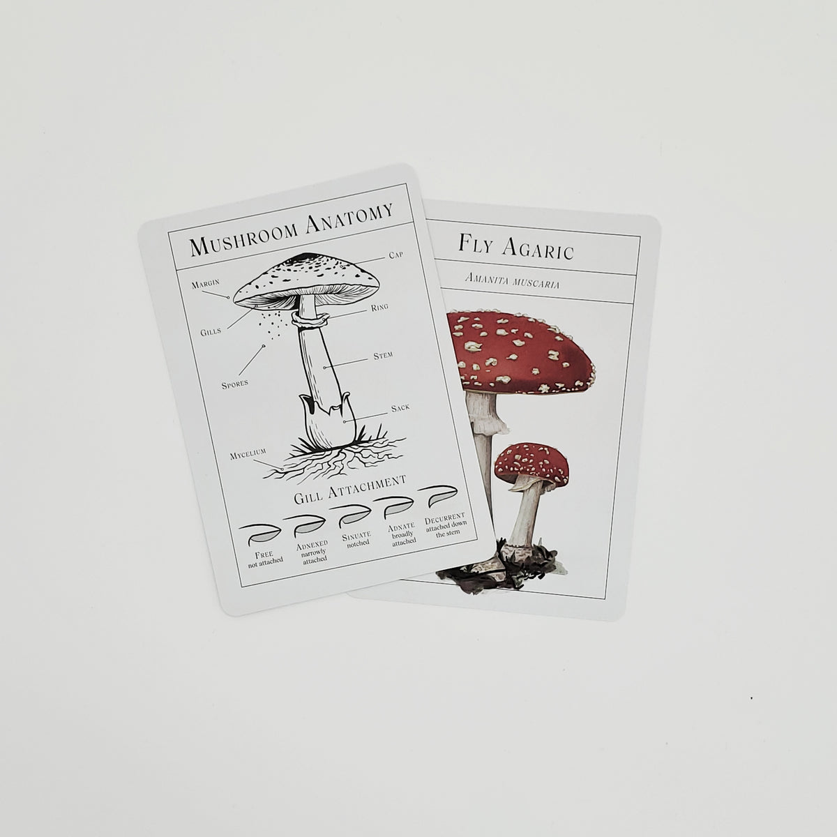 The Deck of Mushrooms – BMoCA